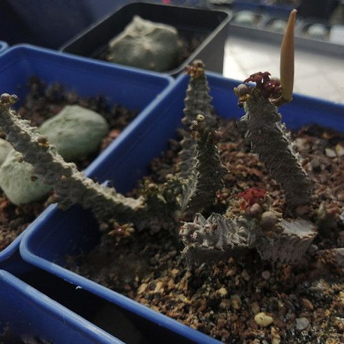 2PCS Pseudolithos mccoyi Seeds Rare Potted Plant