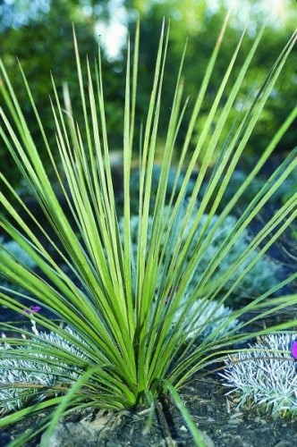 10PCS Yucca Campestris  Quilted Yucca Garden Plants - Seeds