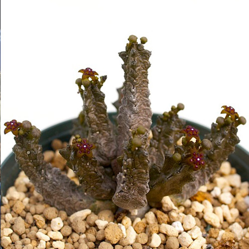 2PCS Pseudolithos mccoyi Seeds Rare Potted Plant