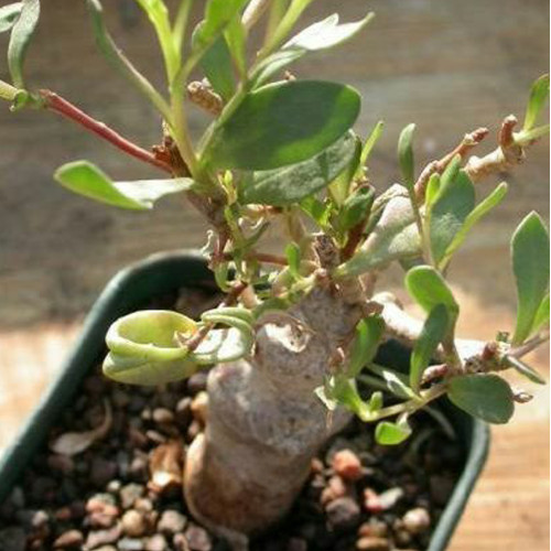 5PCS Othonna lobata Seeds Rare Potted Plant