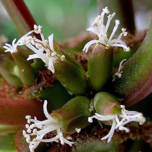10PCS Euphorbia leuconeura Seeds Potted Plant