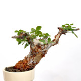 2PCS Commiphora orbicularis Potted plants - Burseraceae Rare Tree Seeds