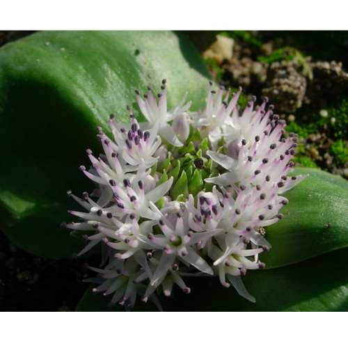 10PCS Massonia Echinata Succulent Plants - Seeds