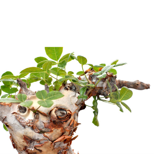 2PCS Commiphora orbicularis Potted plants - Burseraceae Rare Tree Seeds