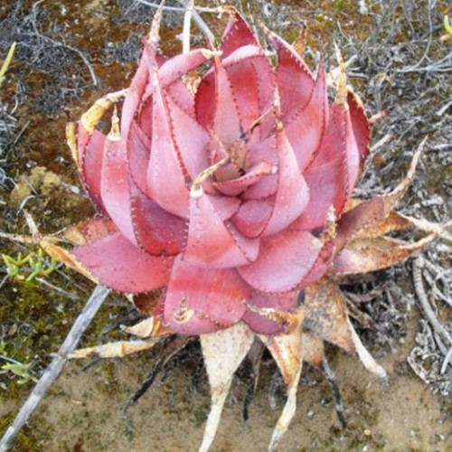5PCS Aloe Microstigma - Cape Speckled Aloe Small-Spotted Aloe - Rare Seeds
