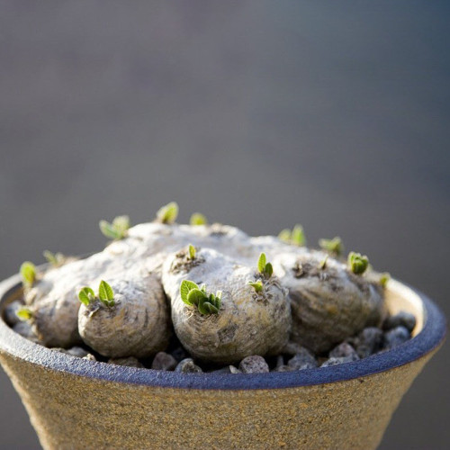 2PCS Pachypodium brevicaule subsp. leucoxanthum Potted plants - Rare Seeds