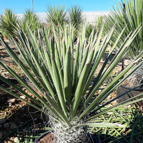 5PCS Yucca Potosina Garden Potted Plants - Seeds