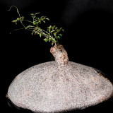 2PCS Cyphostemma elephantopus-Own Roots- Rare, Caudiciform, Fat Caudex, Pachycaul