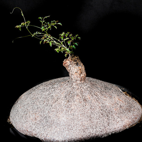 2PCS Cyphostemma elephantopus-Own Roots- Rare, Caudiciform, Fat Caudex, Pachycaul