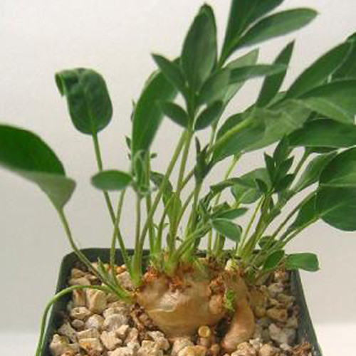 5PCS Pelargonium Violiflorum Garden Potted Plants - Seeds