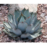 5PCS AGAVE Guadalajarana Seeds Rare Succulent Plant