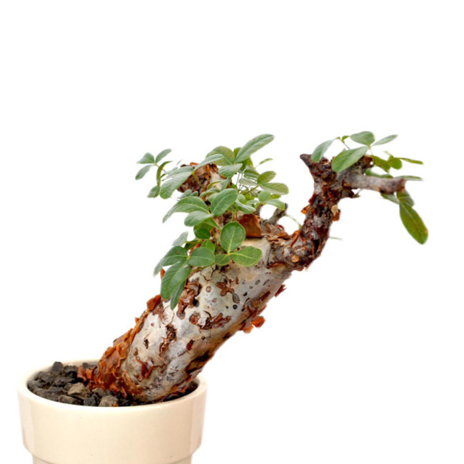 2PCS Commiphora orbicularis Potted plants - Burseraceae Rare Tree Seeds