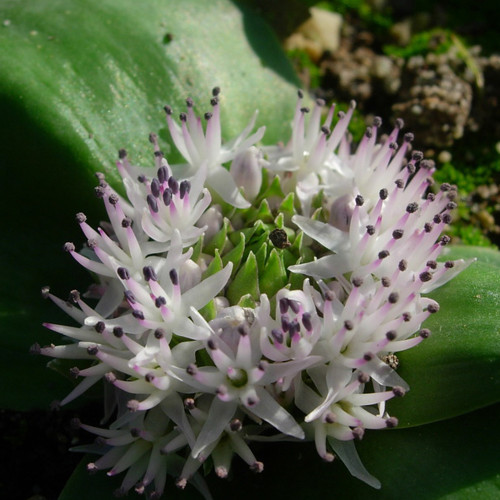 10PCS Massonia Echinata Succulent Plants - Seeds