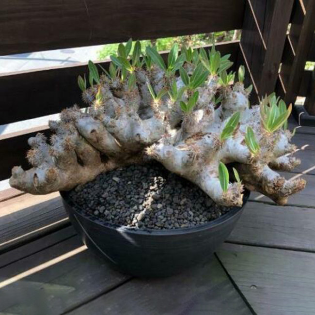 5PCS PACHYPODIUM Densiflorum var. densiflorum succulent caudex - Potted Plants Seeds