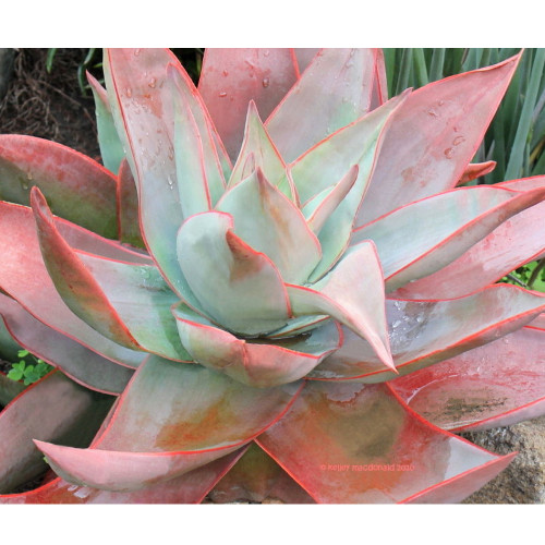 10PCS Aloe Striata SEEDS Rare Succulent ~ Succulents Seeds