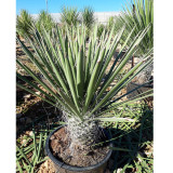 5PCS Yucca Potosina Garden Potted Plants - Seeds