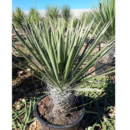5PCS Yucca Potosina Garden Potted Plants - Seeds