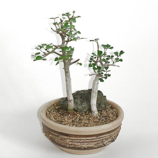 5PCS Commiphora Mollis - Potted Plants Burseraceae Seeds