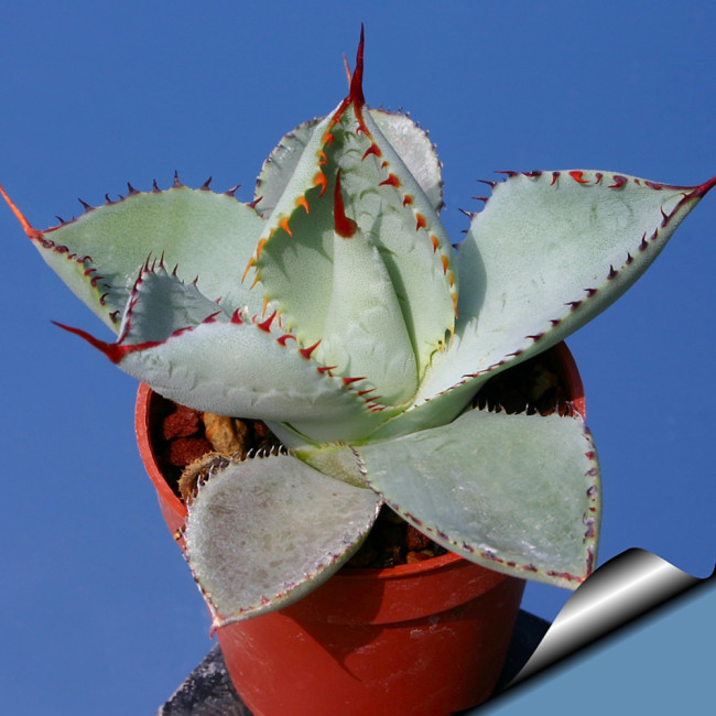 5PCS AGAVE Guadalajarana Seeds Rare Succulent Plant