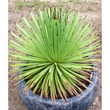 10PCS AGAVE Stricta Seeds/Hedgehog Agave-agave Aeeds