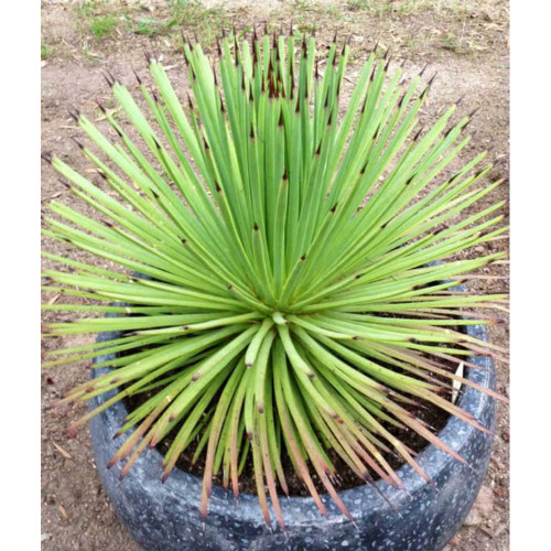 10PCS AGAVE Stricta Seeds/Hedgehog Agave-agave Aeeds