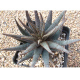 10PCS ALOE Parvula Garden Plants - Rare Potted Plants Seeds