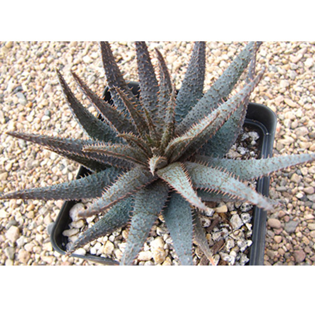 10PCS ALOE Parvula Garden Plants - Rare Potted Plants Seeds
