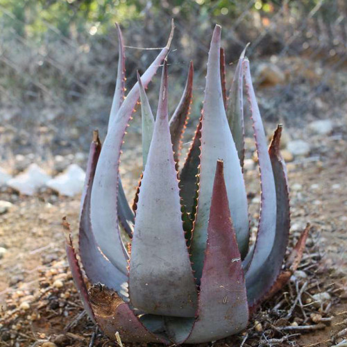 5PCS ALOE kaokoensis Seeds Succulent Plant Garden Plants -  Rare Seeds