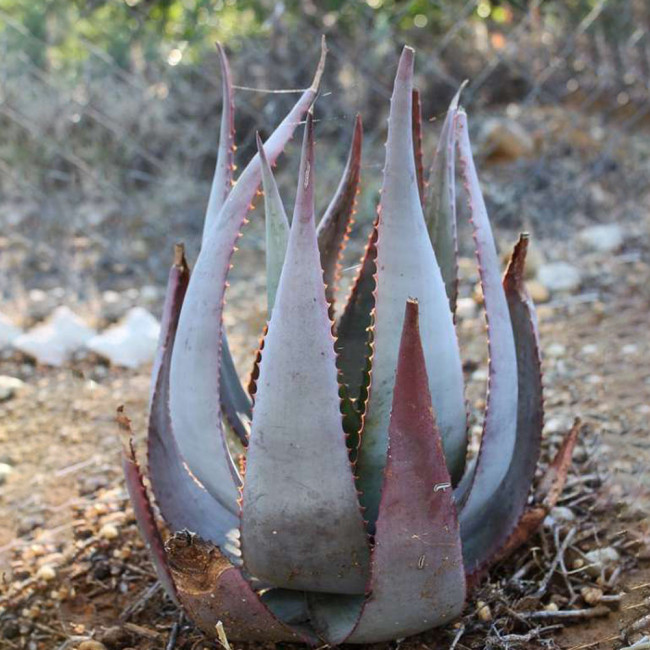 5PCS ALOE kaokoensis Seeds Succulent Plant Garden Plants - Rare Seeds