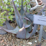 5PCS ALOE kaokoensis Seeds Succulent Plant Garden Plants -  Rare Seeds
