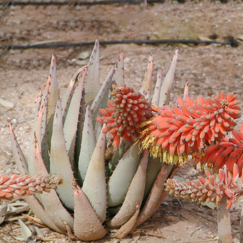 10PCS Aloe Claviflora Kraal Aloe Garden Plants - Seeds