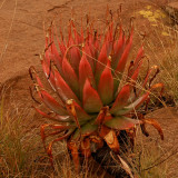 10PCS ALOE Pretoriensis Garden Plants - Rare Potted Plants Seeds