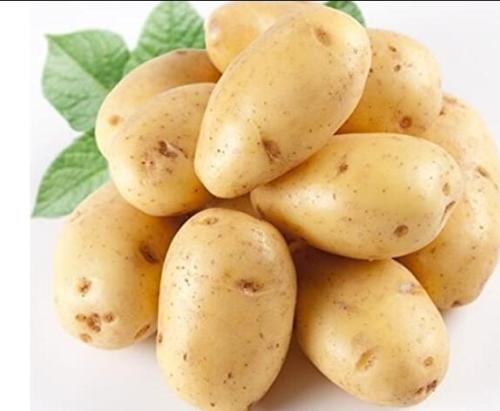 100 Piece Potato Yukon Gold Flavorful Yellow-Skinned and Yellow-fleshed Potatoes Fruit Vegetable See EDS for Garden
