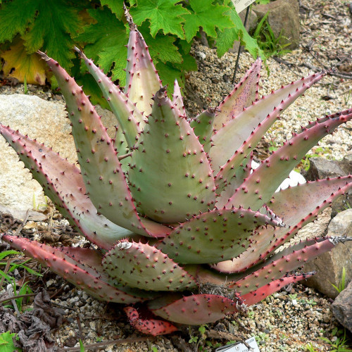 10PCS ALOE Marlothii Garden Plants - Rare Potted Plants Seeds