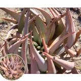 10PCS ALOE Hereroensis Succulents Garden Plants - Seeds