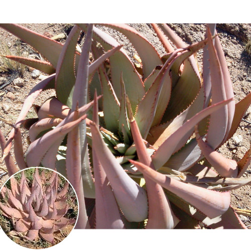 10PCS ALOE Hereroensis Succulents Garden Plants - Seeds