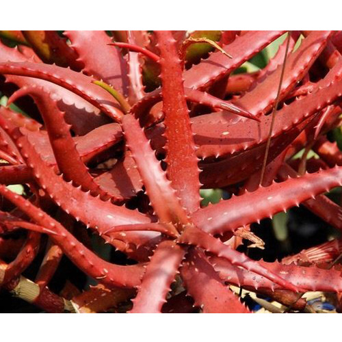 5PCS ALOE CAMERONII - Red Aloe Vera - Succulents Garden Plants - Seeds