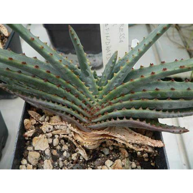 10PCS ALOE compressa v schistophylla Succulents Garden Plants - Seeds