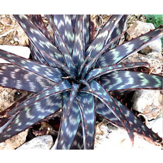 10PCS ALOE burgersfortensis Garden Plants - Rare Potted Plants Seeds