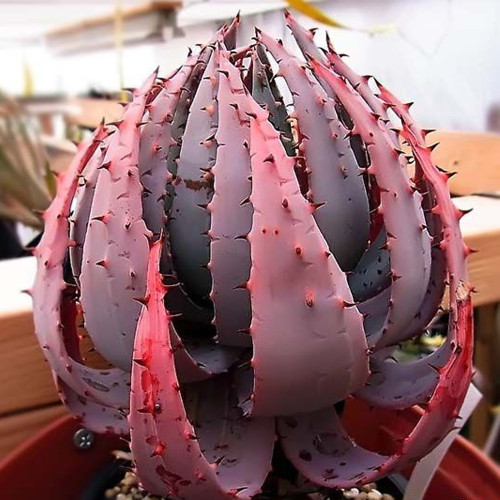 5PCS ALOE aculeata v crousiana Succulent Plant Garden Plants - Seeds