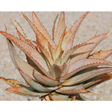 10PCS ALOE Glauca Succulents Garden Plants - Seeds