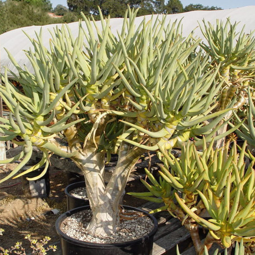 5PCS ALOE Ramosissima Seeds Succulent Plant Garden Plants -  Rare Seeds