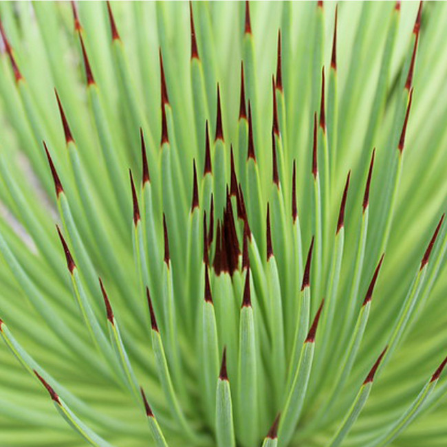 10PCS AGAVE Stricta Seeds/Hedgehog Agave-agave Aeeds