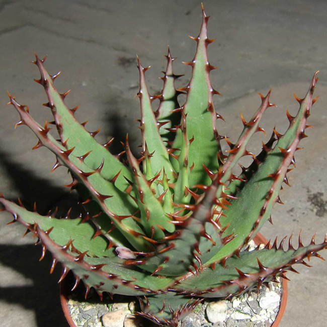 10PCS ALOE Broomii Garden Plants - Rare Potted Plants Seeds