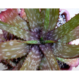 10PCS ALOE Branddraaiensis Garden Plants - Rare Potted Plants Seeds