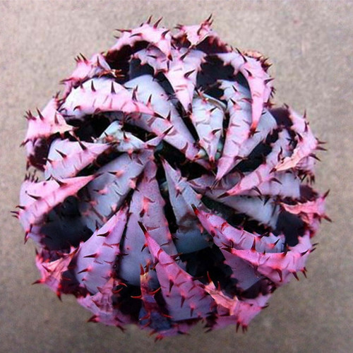 5PCS Aloe Peglerae Succulent Plant Garden Plants - Seeds