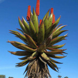 10PCS Aloe Turtle Boss Aloe, BITTER ALOE, Red Aloe - Seeds