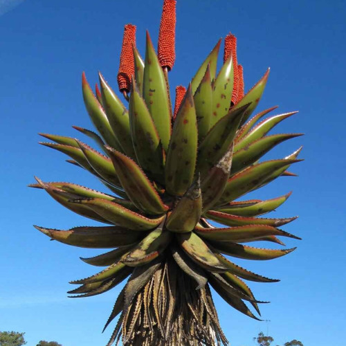 10PCS Aloe Turtle Boss Aloe, BITTER ALOE, Red Aloe - Seeds