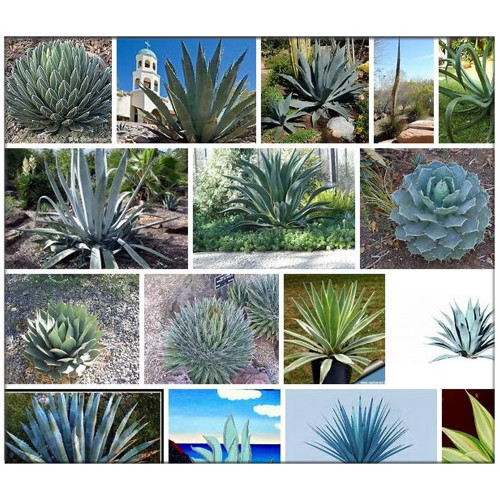 20PCS AGAVE Mix Seeds - Century Plant - Many Unique Succulent Plant Species