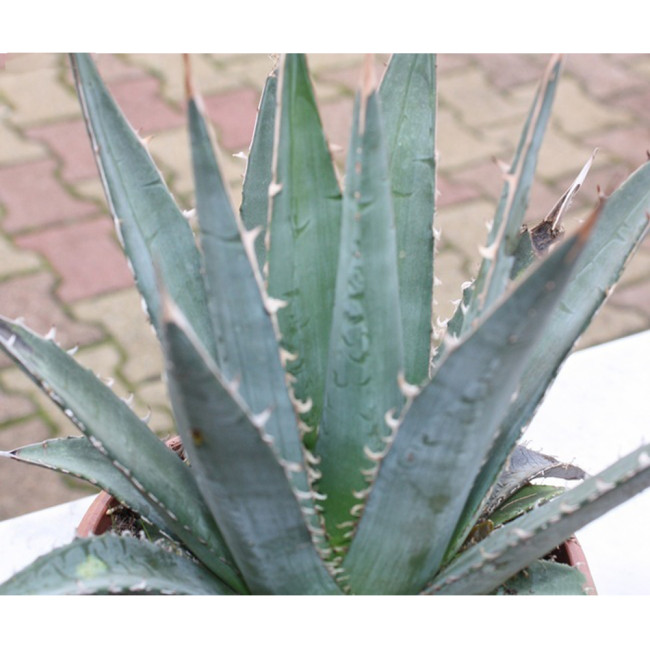 10PCS AGAVE Purpusorum Garden Plants - Rare Potted Plants Seeds